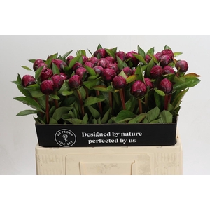 Paeonia Red Sarah Bernhardt