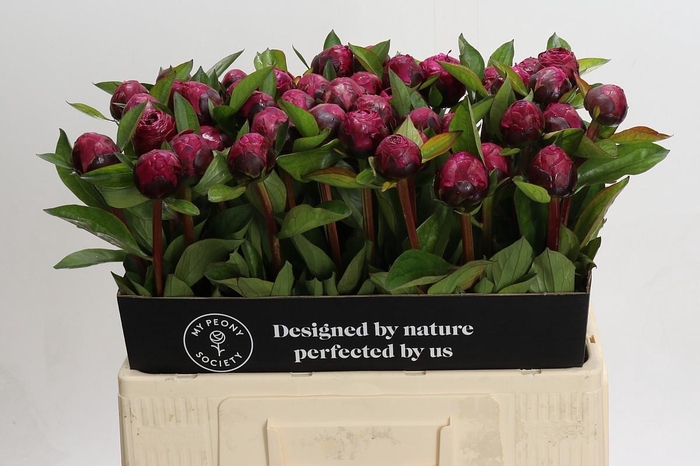 <h4>Paeonia Red Sarah Bernhardt</h4>