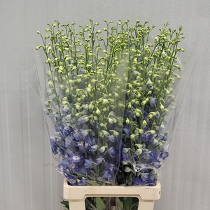 DELPH DU AURORA BLUE