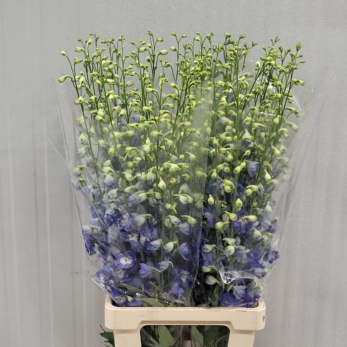 <h4>DELPH DU AURORA BLUE</h4>