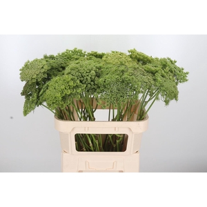 Ammi Majus Visnaga Zaad