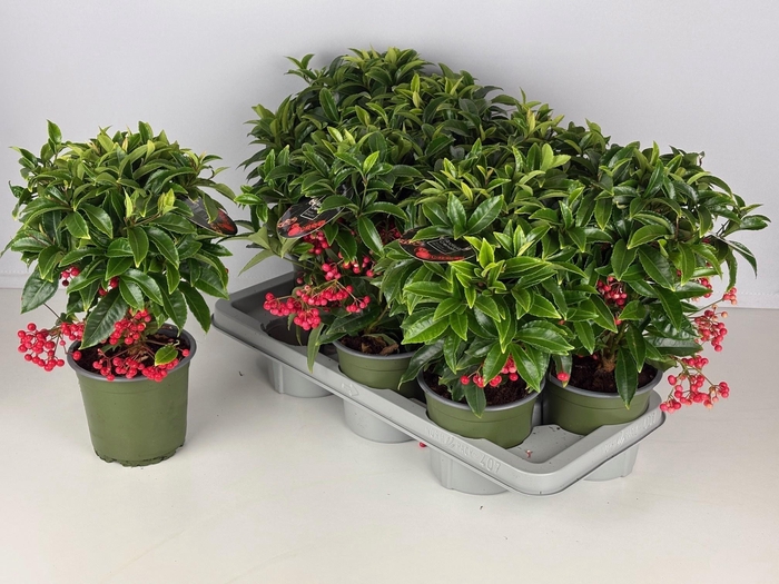 <h4>ARDIS CRENATA</h4>