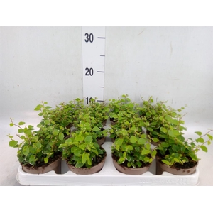 Ficus pumila 'White Sunny'