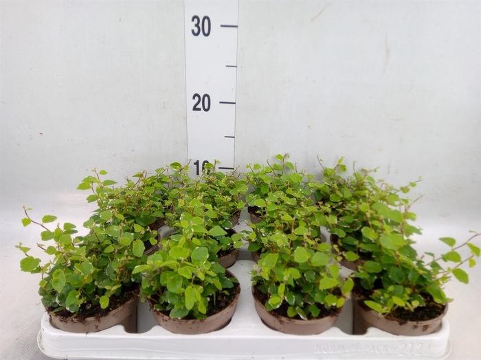 <h4>Ficus pumila 'White Sunny'</h4>