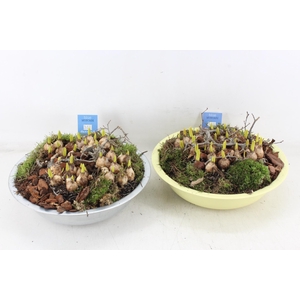 arr4 Muscari MB - Zink schaal mix zilver/yellow