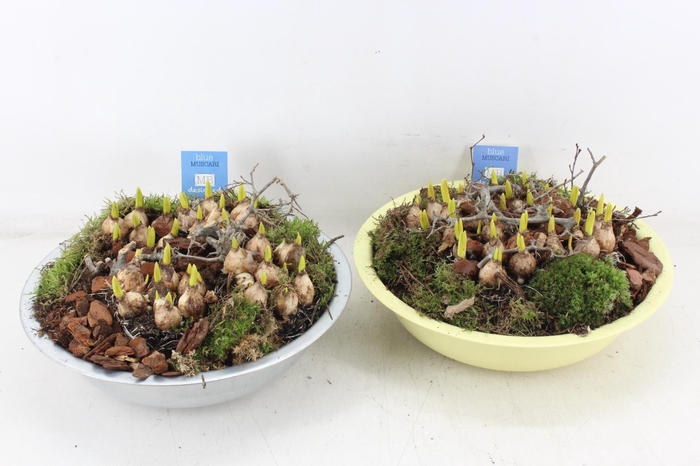 <h4>arr4 Muscari MB - Zink schaal mix zilver/yellow</h4>