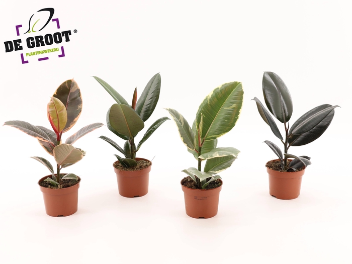 <h4>Ficus elastica gemengd</h4>
