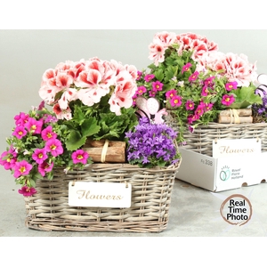 ARR TUINPLANTEN