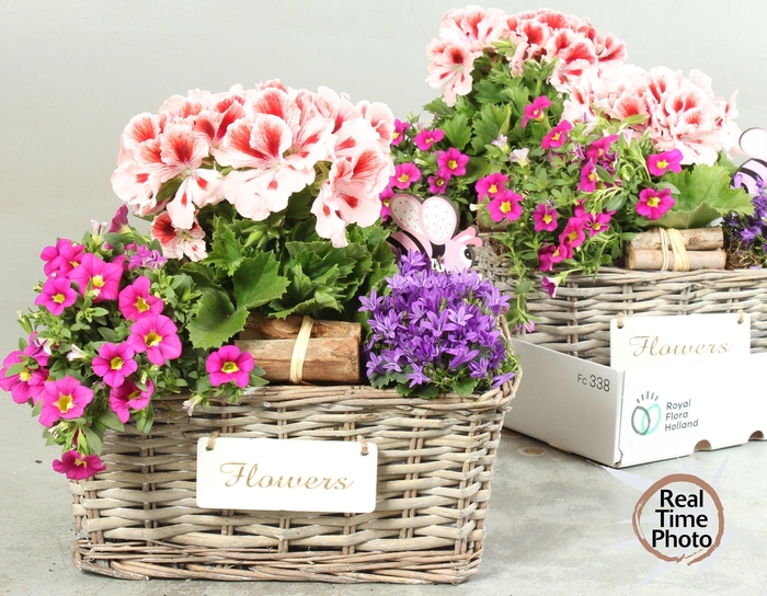 <h4>ARR TUINPLANTEN</h4>