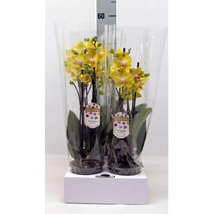 Phalaenopsis   ...yellow