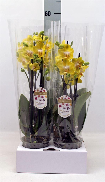 <h4>Phalaenopsis   ...yellow</h4>