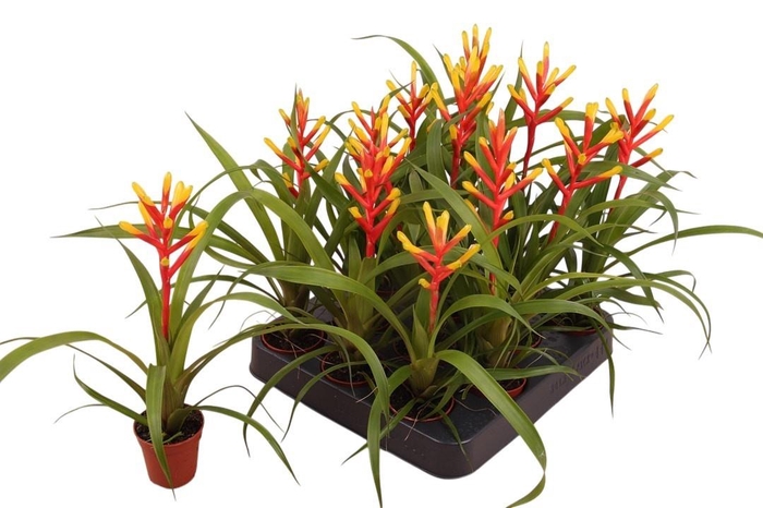 <h4>GUZM SPRING</h4>