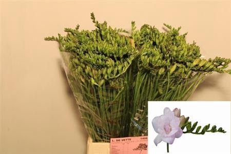 <h4>Fr Du Rosario</h4>