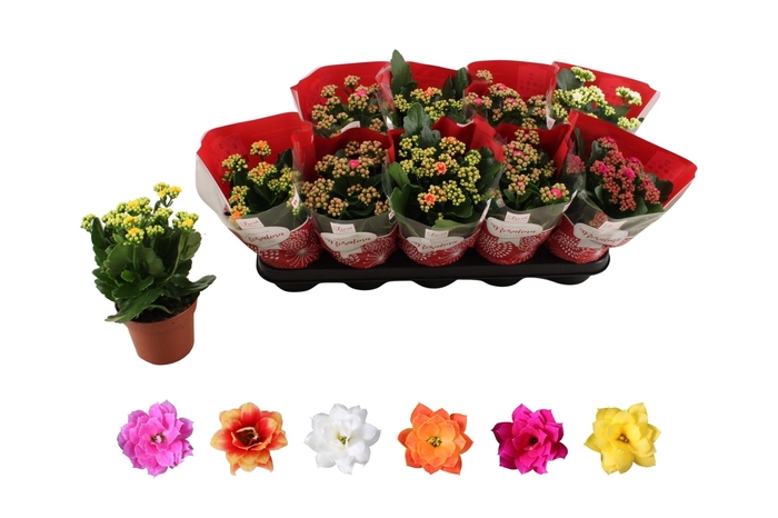 <h4>KAL GE RO GEM 6 KL</h4>