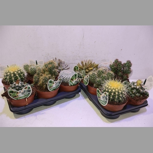 Cactus Gem