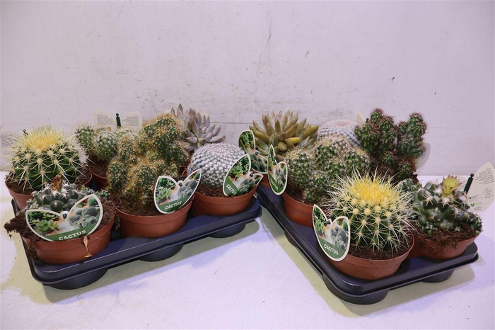 <h4>Cactus Gem</h4>