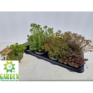 SEDUM GEM