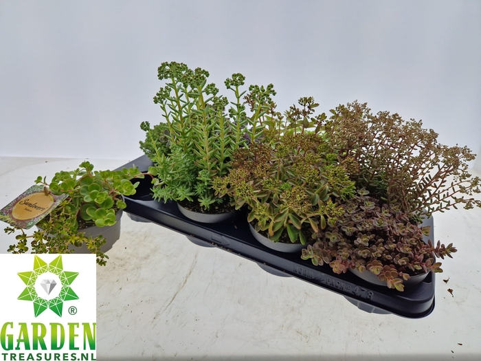 <h4>SEDUM GEM</h4>