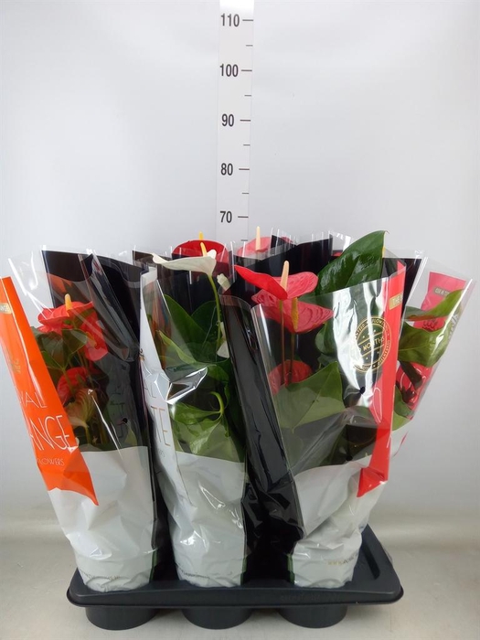 <h4>Anthurium ...mix</h4>