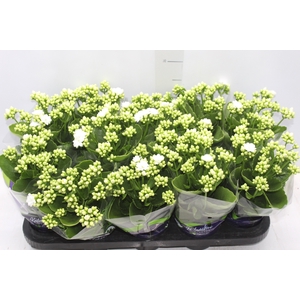 KALANCHOE DOBRADO P11 BRANCO
