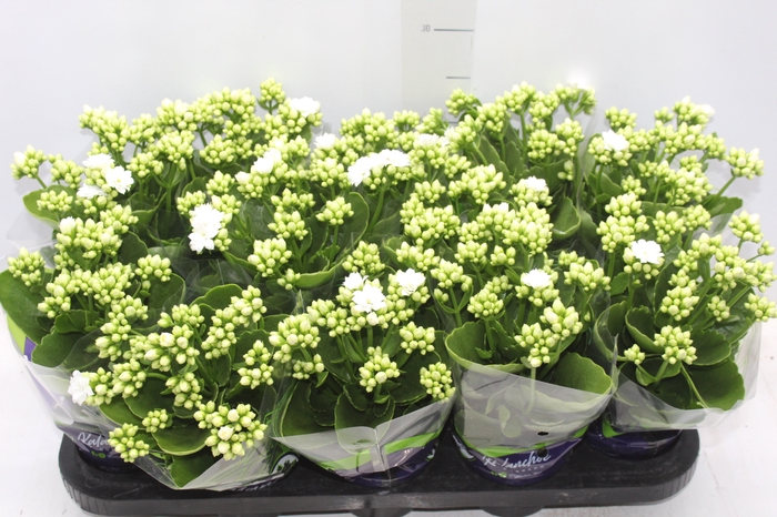 <h4>KALANCHOE DOBRADO P11 BRANCO</h4>