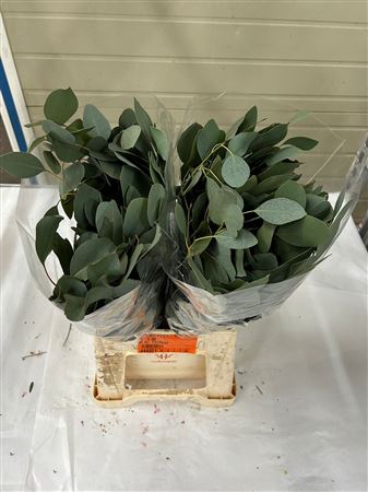 <h4>EUC. POPULUS SHORT 150GR</h4>