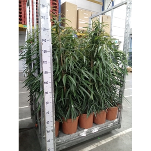 Ficus binn. 'Alii'