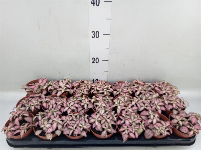 <h4>Fittonia  'Mosaic Pink Forest Flam'</h4>