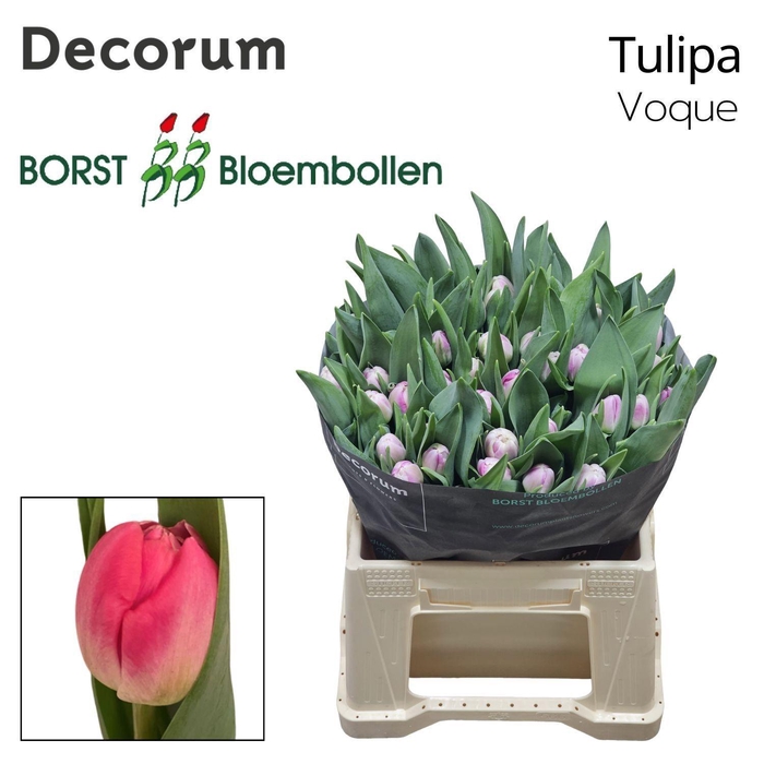 <h4>TU DU VOQUE</h4>