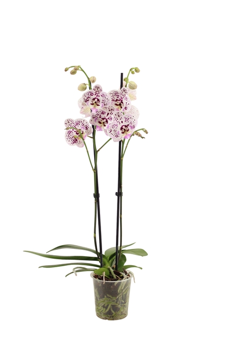 <h4>Phal Expressions 2T16+</h4>