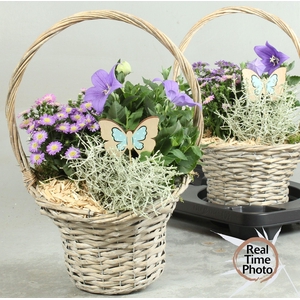 ARR TUINPLANTEN
