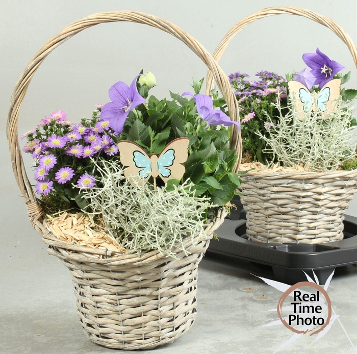 <h4>ARR TUINPLANTEN</h4>