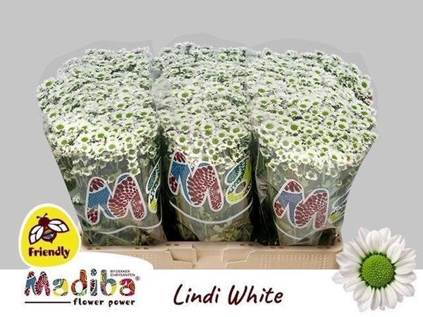 <h4>CHR SAN MAD LINDI WH</h4>