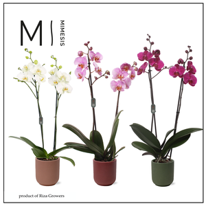 Phalaenopsis Stylish Mix 2 spike - 12cm in Atlanta | Mimesis