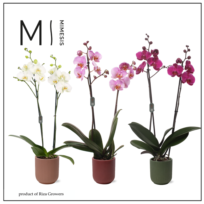 <h4>Phalaenopsis Stylish Mix 2 spike - 12cm in Atlanta | Mimesis</h4>