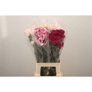 Di St Mix In The Bucket