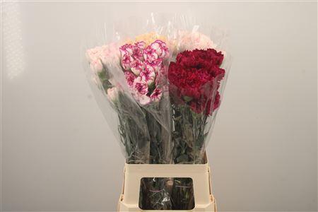 <h4>Di St Mix In The Bucket</h4>