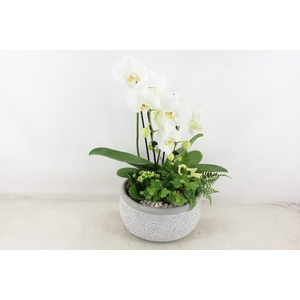 arr2 PL - Ker. barok grijs phal cascade wit