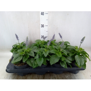Salvia  'Mysty'