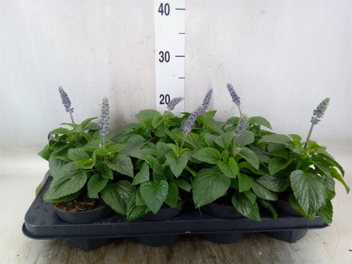 <h4>Salvia  'Mysty'</h4>