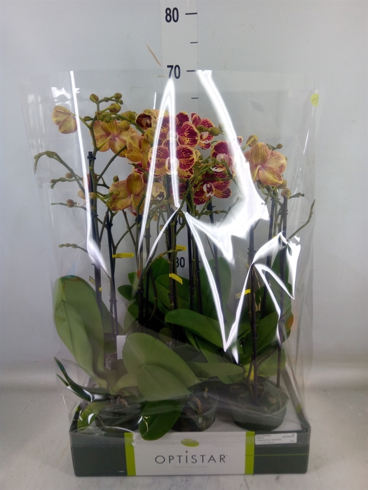 <h4>Phalaenopsis   ...red</h4>