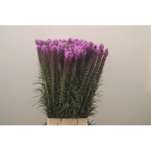 Liatris Spicata