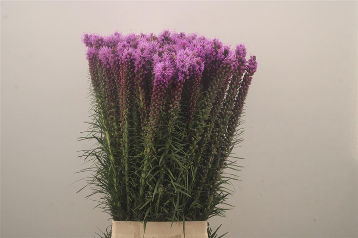 <h4>Liatris Spicata</h4>