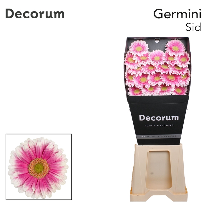 <h4>Germini Sid Diamond per kaart</h4>