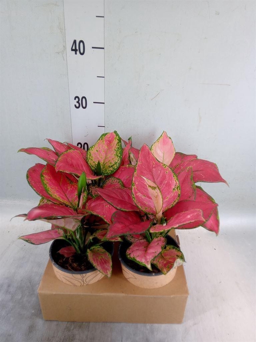 <h4>Aglaonema   ...</h4>