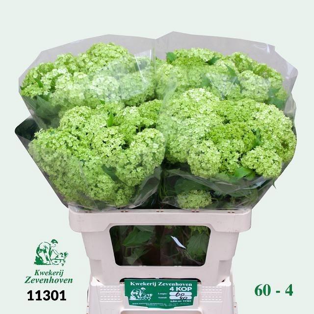 <h4>Viburnum Roseum St</h4>