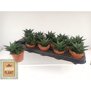 HAWO LIMIFOLIA