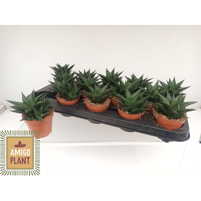 <h4>HAWO LIMIFOLIA</h4>