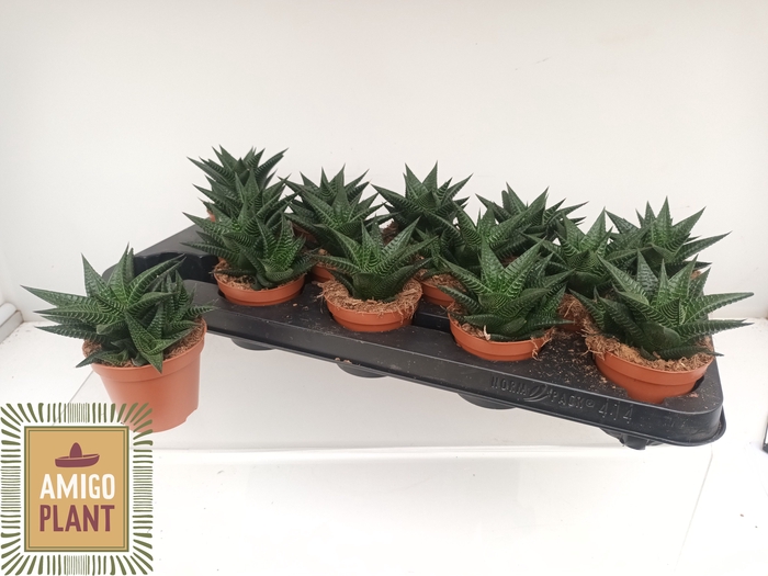 <h4>HAWO LIMIFOLIA</h4>