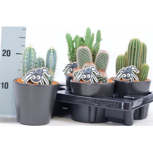 CACTUS OV